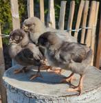 Kuikens kleurleggers olijfleggers eastereggers kippen, Kip