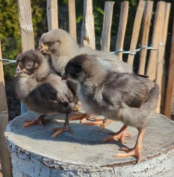 Kuikens kleurleggers olijfleggers eastereggers kippen  beschikbaar voor biedingen