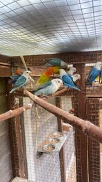 Jonge ficheries, Dieren en Toebehoren, Vogels | Parkieten en Papegaaien