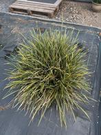 Japanse zegge - Carex (2 stuks), Tuin en Terras, Ophalen, Struik