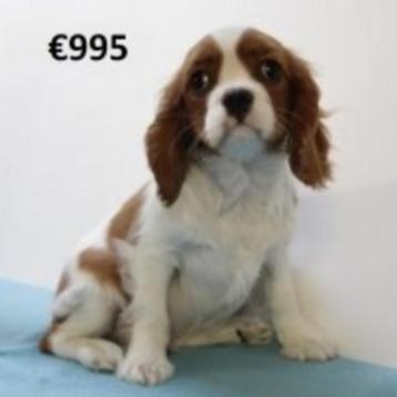 Cavalier King Charles-puppy’s te koop (blenheim - tricolor) beschikbaar voor biedingen