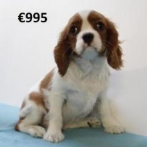 Cavalier King Charles-puppy’s te koop (blenheim - tricolor), Dieren en Toebehoren, Honden | Chihuahua's en Gezelschapshonden, Meerdere dieren