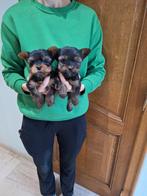 Yorkshire terriër pups, mini en standaard, Yorkshire Terriër, België, CDV (hondenziekte), 8 tot 15 weken