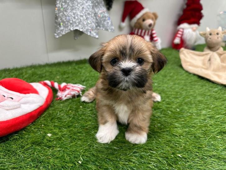 Nestje Lhasa Apso pups, Dieren en Toebehoren, Honden | Chihuahua's en Gezelschapshonden, Meerdere dieren, Overige rassen, Fokker | Professioneel
