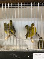 FIFE FANCY MANNEN, Dieren en Toebehoren, Vogels | Kanaries