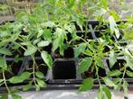 7 soorten tomaten planten., Jardin & Terrasse, Plantes | Jardin, Enlèvement ou Envoi
