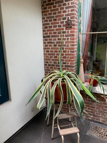 Agave -120 cm hoog - incl pot beschikbaar voor biedingen