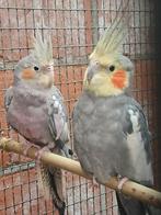 Valkparkieten, Dieren en Toebehoren, Vogels | Parkieten en Papegaaien