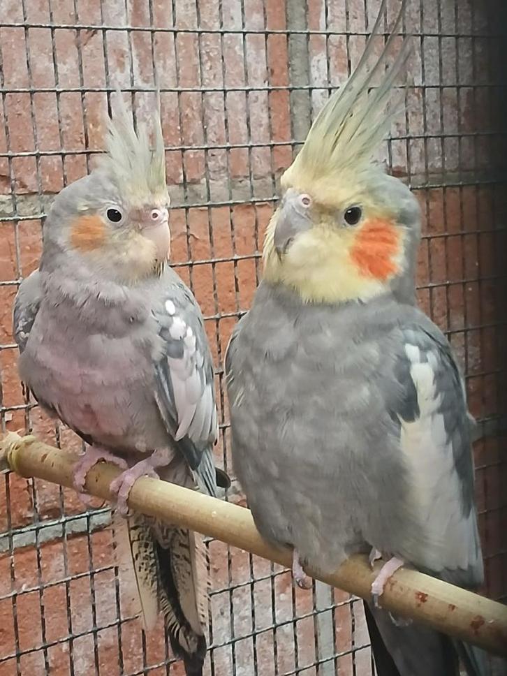 Valkparkieten, Animaux & Accessoires, Oiseaux | Perruches & Perroquets