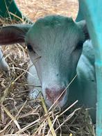 3 kleine baby melk geitjes, Dieren en Toebehoren, Schapen, Geiten en Varkens, Vrouwelijk, Geit, 0 tot 2 jaar
