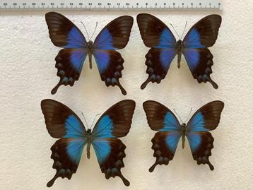 Papilio lorquinianus, 12€ / specimen beschikbaar voor biedingen