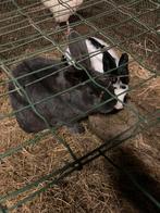 Vlaamse reus, Dieren en Toebehoren