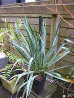 Yucca de jardin vivace, Jardin & Terrasse, Autres espèces, Plein soleil, Été, Enlèvement