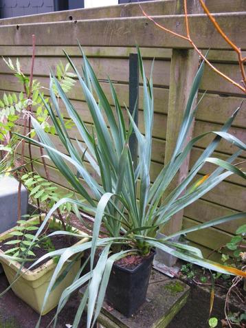 Yucca de jardin vivace disponible aux enchères