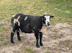 Zware baggerbonte bok, Dieren en Toebehoren, Mannelijk, Schaap, 3 tot 5 jaar