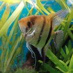 Angel fish...man 3 jaar oud   beetje eenzaam..gratis, Animaux & Accessoires