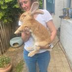 Handtamme vlaamse reus konijntjes, Dieren en Toebehoren, Overige Dieren, Meerdere dieren