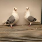sierduiven te koop. Poolse meeuw, Dieren en Toebehoren
