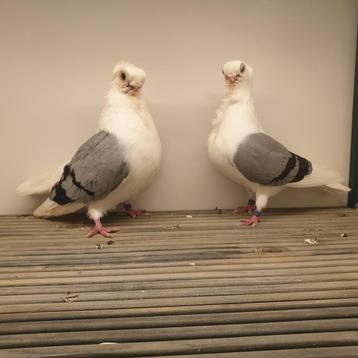 sierduiven te koop. Poolse meeuw, Dieren en Toebehoren