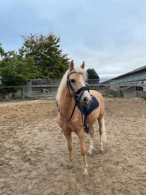 c pony, Animaux & Accessoires, Poneys, Hongre, Débourré, Poney C (1.27 m à 1.37m), Poney de saut, 3 à 6 ans, Avec puce électronique