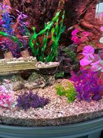 Jonge guppy’s, Dieren en Toebehoren, Vissen | Aquariumvissen, Vis, Zoetwatervis