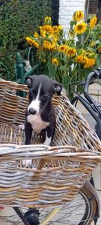 whippet pups particulier, België, Fokker | Hobbymatig, Whippet, 8 tot 15 weken