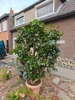 Grote Struik (Japanse Roos) te koop, Tuin en Terras, Ophalen