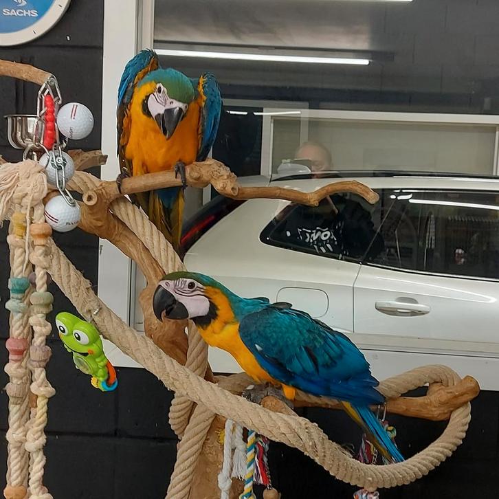 Tamme baby Blauw gele Ara's in diverse leeftijden, Dieren en Toebehoren, Vogels | Parkieten en Papegaaien, Papegaai, Meerdere dieren