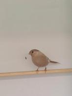 Noordse goudvink Bruinpastel gele pop van 2025, Animaux & Accessoires, Oiseaux | Oiseaux Autre