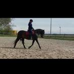 Training – Zadelmak maken, doorrijden, grondwerk & meer, Dieren en Toebehoren, Ophalen, Zo goed als nieuw