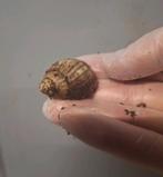 Achatina Achatina ghanse tijgerslak reuzenslakken, Animaux & Accessoires, Insectes & Araignées