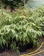 Bambous géants moso phyllostachys pubescens edulis, Tuin en Terras, Planten | Tuinplanten, Ophalen, Siergrassen