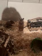 Glazen Terrarium/kooi + 2 gerbils, Ophalen, Zo goed als nieuw, Kooi
