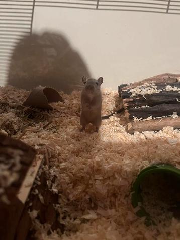 Glazen Terrarium/kooi + 2 gerbils beschikbaar voor biedingen