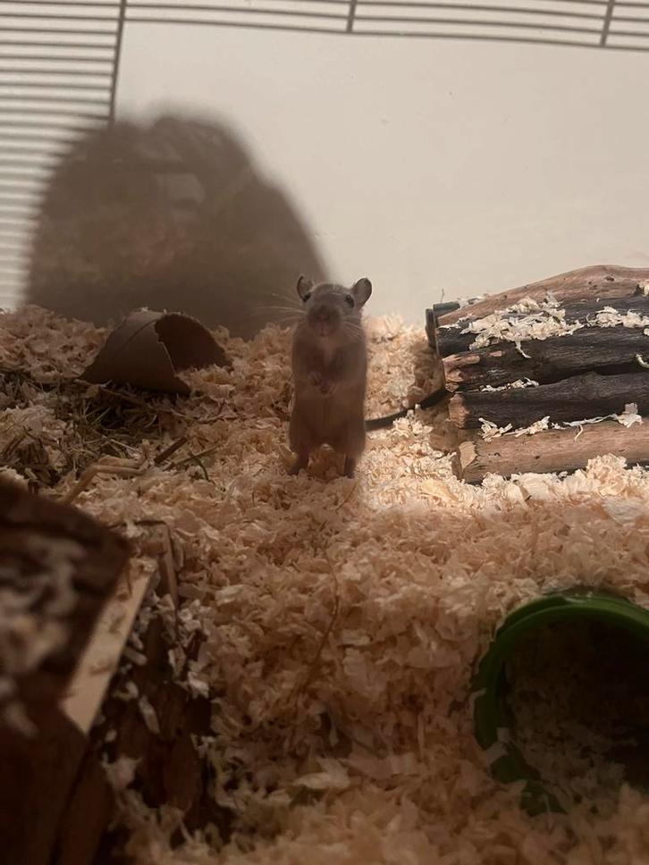 Glazen Terrarium/kooi + 2 gerbils, Dieren en Toebehoren, Knaagdieren en Konijnen | Hokken en Kooien, Zo goed als nieuw, Kooi, Ophalen