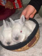 Californian Konijntjes, Dieren en Toebehoren, Konijnen