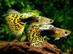 Guppy's verschillende kleuren / java mos, Dieren en Toebehoren