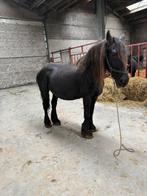 Juments frisonnes gravides, Animaux & Accessoires, Chevaux, 11 ans ou plus, 160 à 165 cm, Ne s'applique pas, Jument