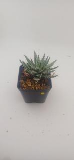 aloe erinacea, Vetplant, Ophalen of Verzenden, Minder dan 100 cm, Volle zon