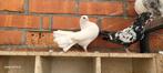 Pauwstaart man, Dieren en Toebehoren