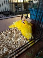 Kakarike jongen kunnen gerezerveerd worden, Animaux & Accessoires, Oiseaux | Perruches & Perroquets, Domestique