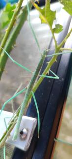 Wandelende takken - Medauroidea extradentata blue, Dieren en Toebehoren, Wandelende tak