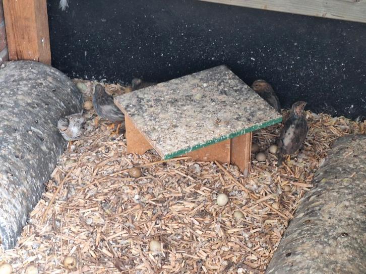 11 Chinese dwergkwartels 2 haantjes 9 hennen, Dieren en Toebehoren, Vogels | Overige Vogels, Meerdere dieren