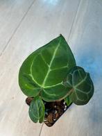 Anthurium Magnificum x, Ophalen of Verzenden