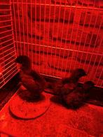 Ayam Cemani ( indonesische zwarte kuikens ), Dieren en Toebehoren, Pluimvee, Meerdere dieren, Kip