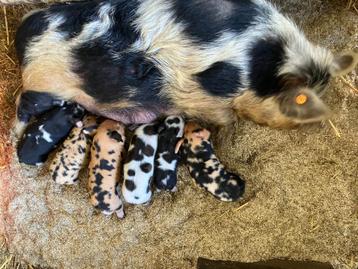 Kune kune biggen.