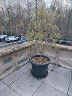 Olijfbomen, Tuin en Terras, Ophalen