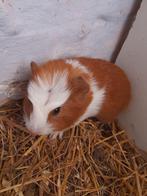 Rood wit gekruind zeugje en teddy beer, Augustus, Vrouwelijk, Cavia