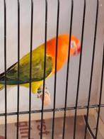 Fischerie, Dieren en Toebehoren, Geslacht onbekend, Dwergpapegaai of Agapornis, Geringd