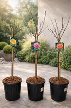 Azalea Knaphill op stam, Enlèvement